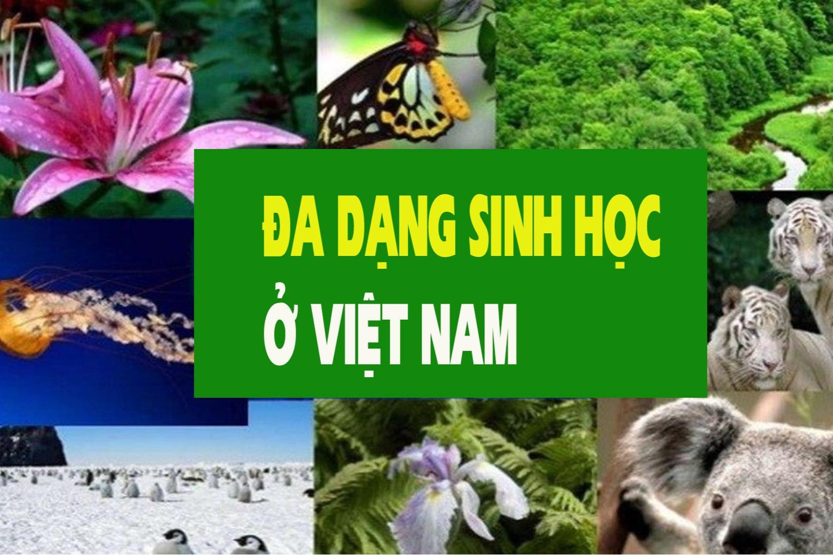 Hướng dẫn tuyên truyền Năm phục hồi đa dạng sinh học Quốc gia - Quảng Nam 2024